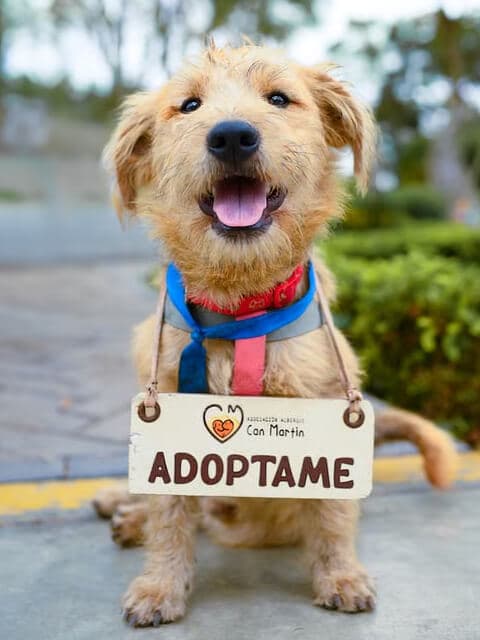 Gato feliz en adopción
