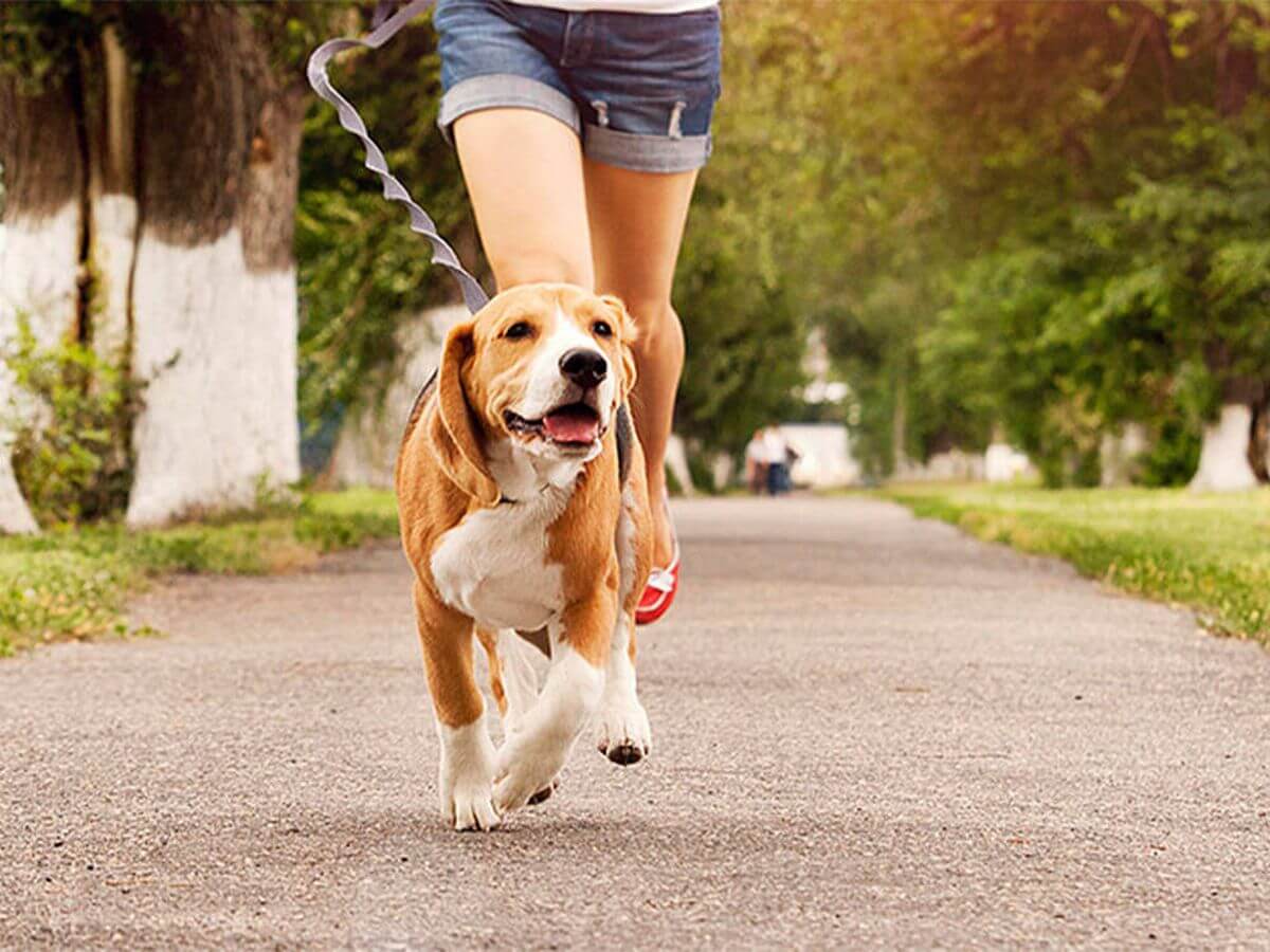 Un estudio europeo confirma el papel clave de la dieta en perros con enteropatía crónica