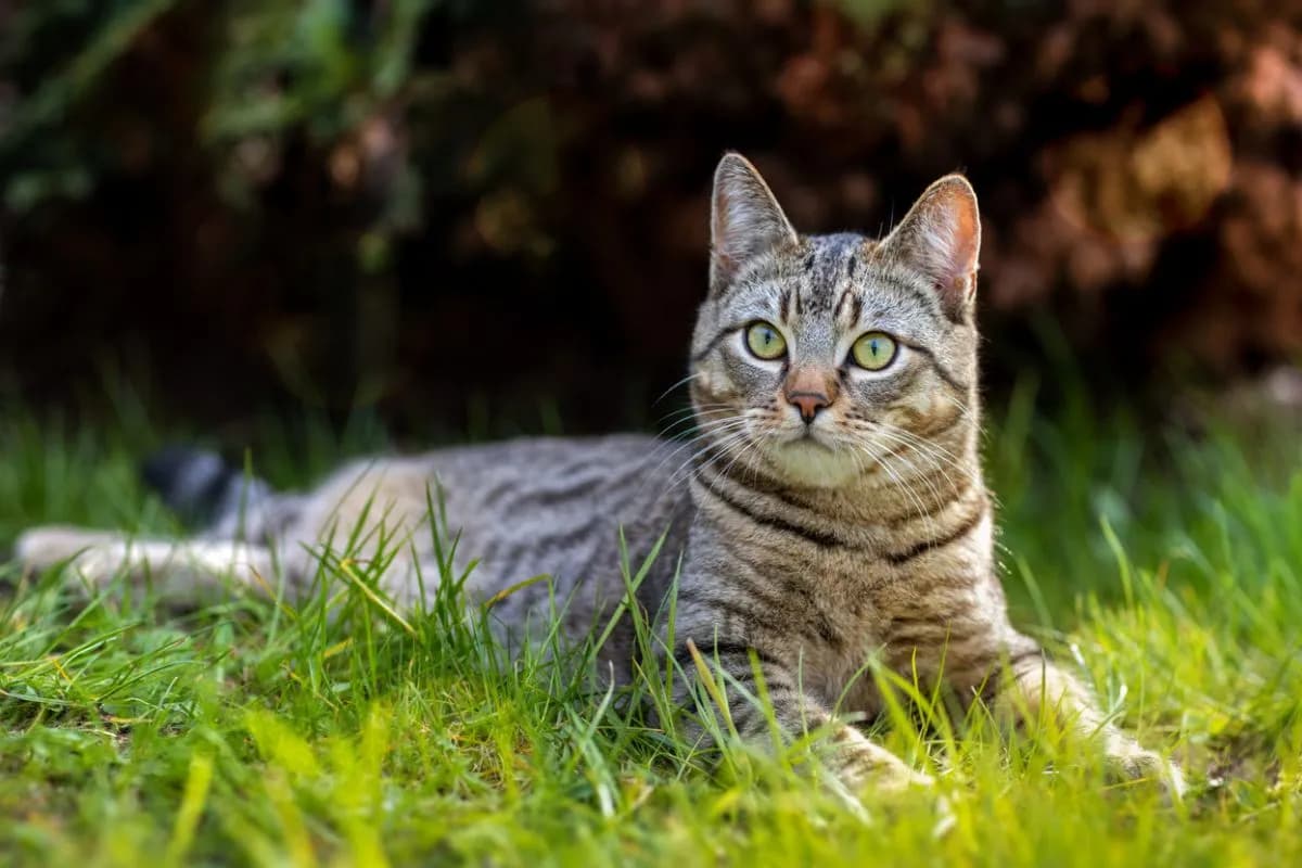 Gatos domésticos y gatos salvajes africanos: qué tienen en común y qué significa para entender a tu gato