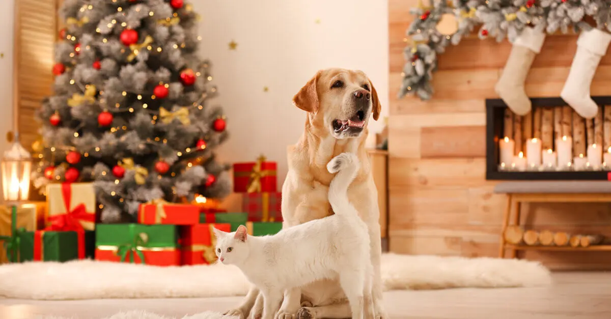“No regales mascotas en Navidad”: Colmevet alerta sobre adopciones impulsivas y devoluciones tempran