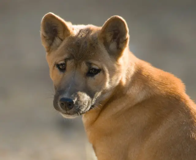 Qué hacer si encuentras un perro perdido en Chile: guía práctica para ayudar de forma segura