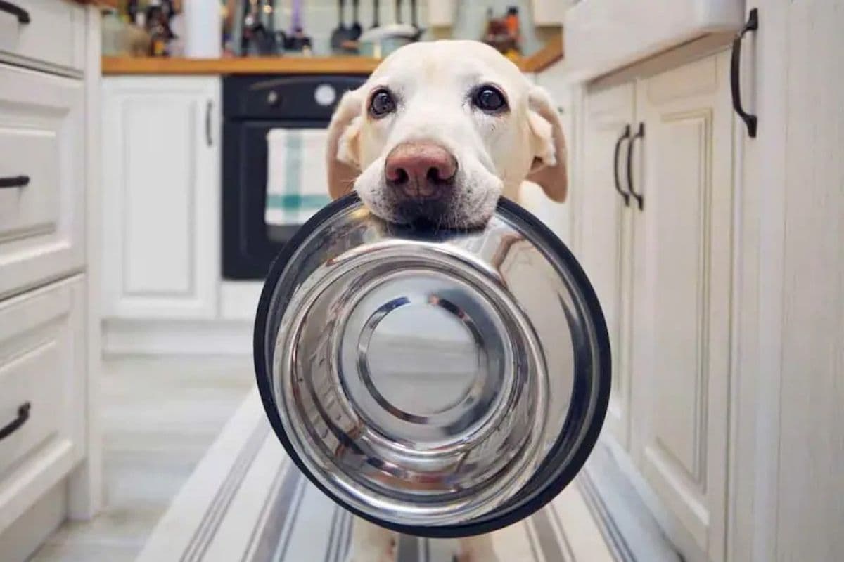Departamento de Agricultura de EE.UU.: mercado de comida para mascotas en Chile cerrará el año en torno a US$ 1.400 millones