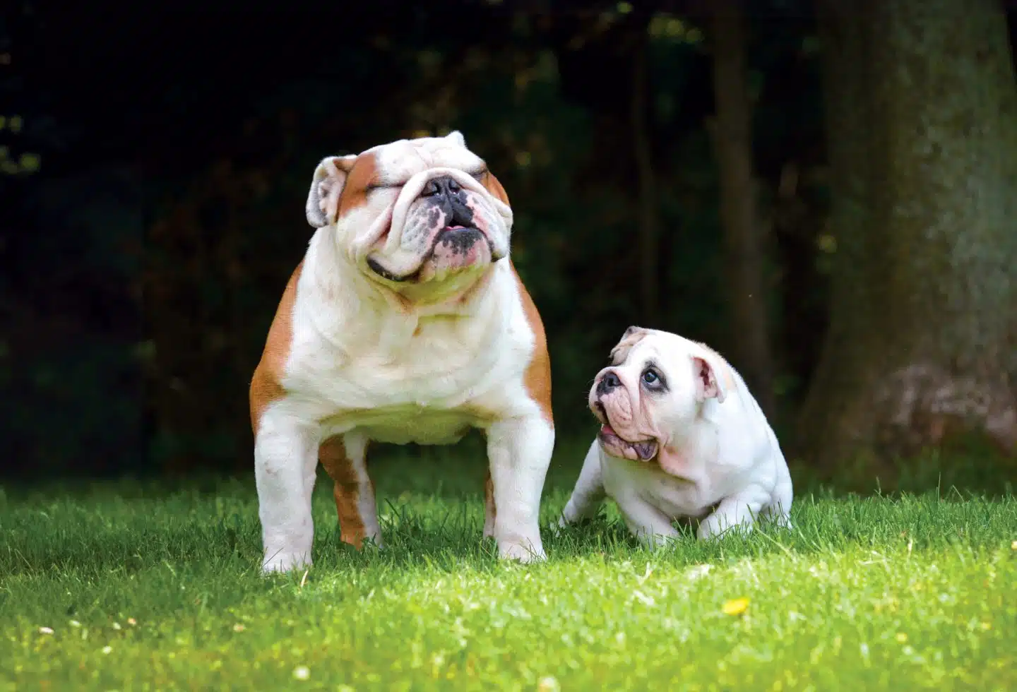 Lo que los perros ven, huelen y oyen (y lo que eso significa para su mundo)