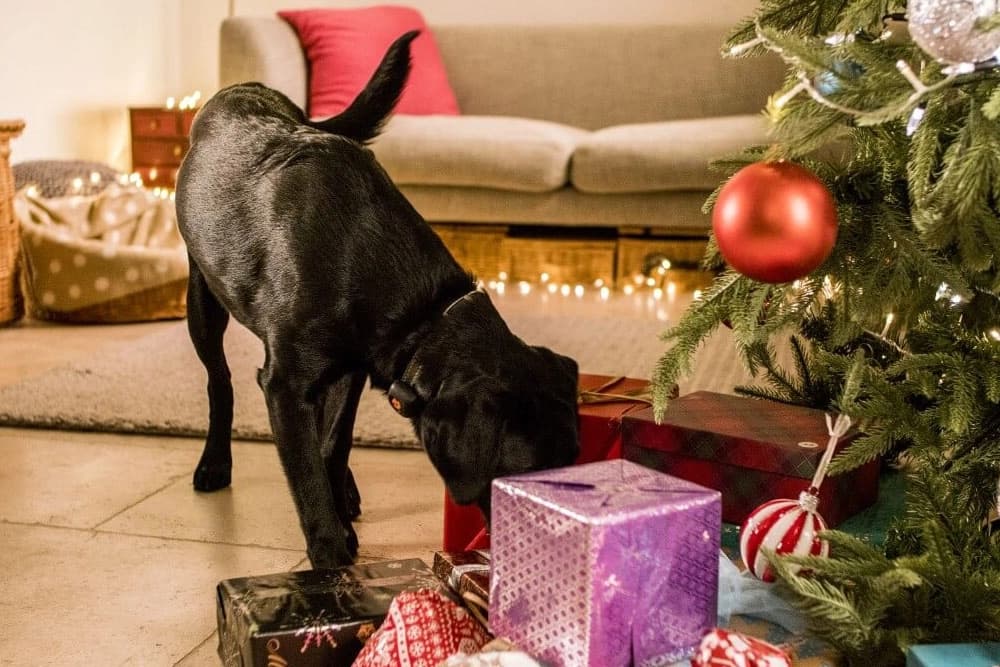 Uno de cada cuatro perros se abandona tras la Navidad y un 16% se adopta en estas fechas
