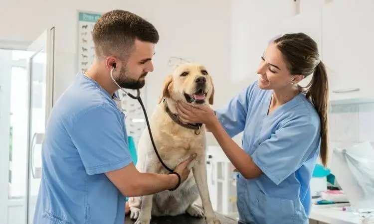 Nuevos descubrimientos en medicina veterinaria que transforman el cuidado de las mascotas