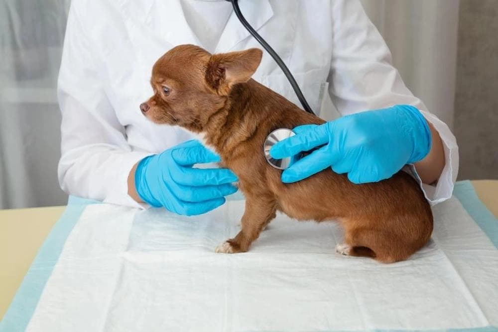 Una campaña europea apoyada por veterinarios pretende concienciar sobre los problemas de salud de los perros miniatura