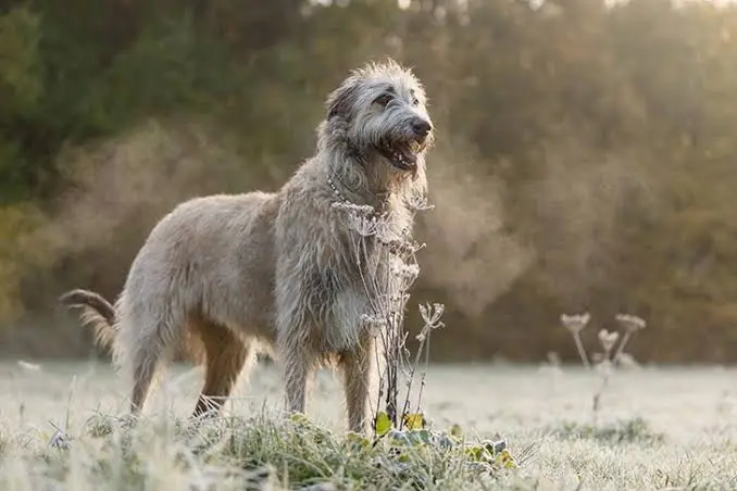 Irish Wolfhound