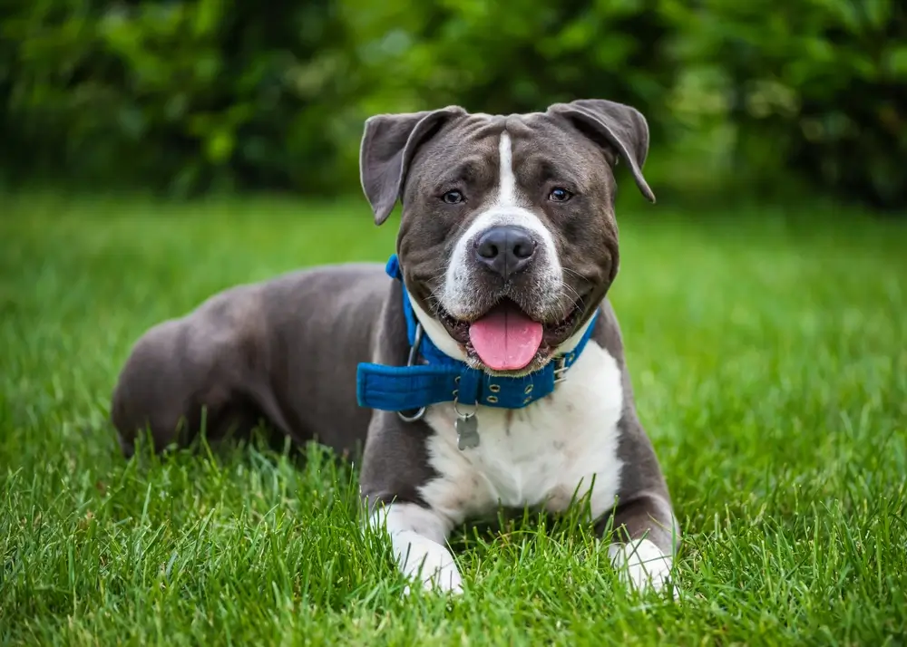 Staffordshire Bull Terrier