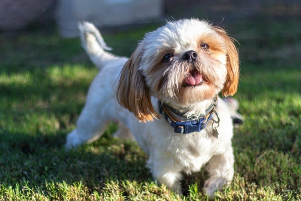 Shih Tzu