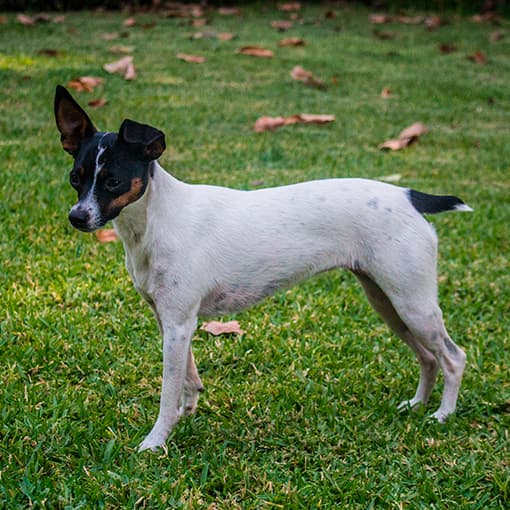 Terrier Chileno