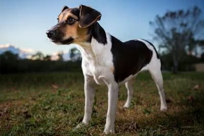 Danish Swedish Farmdog Alt