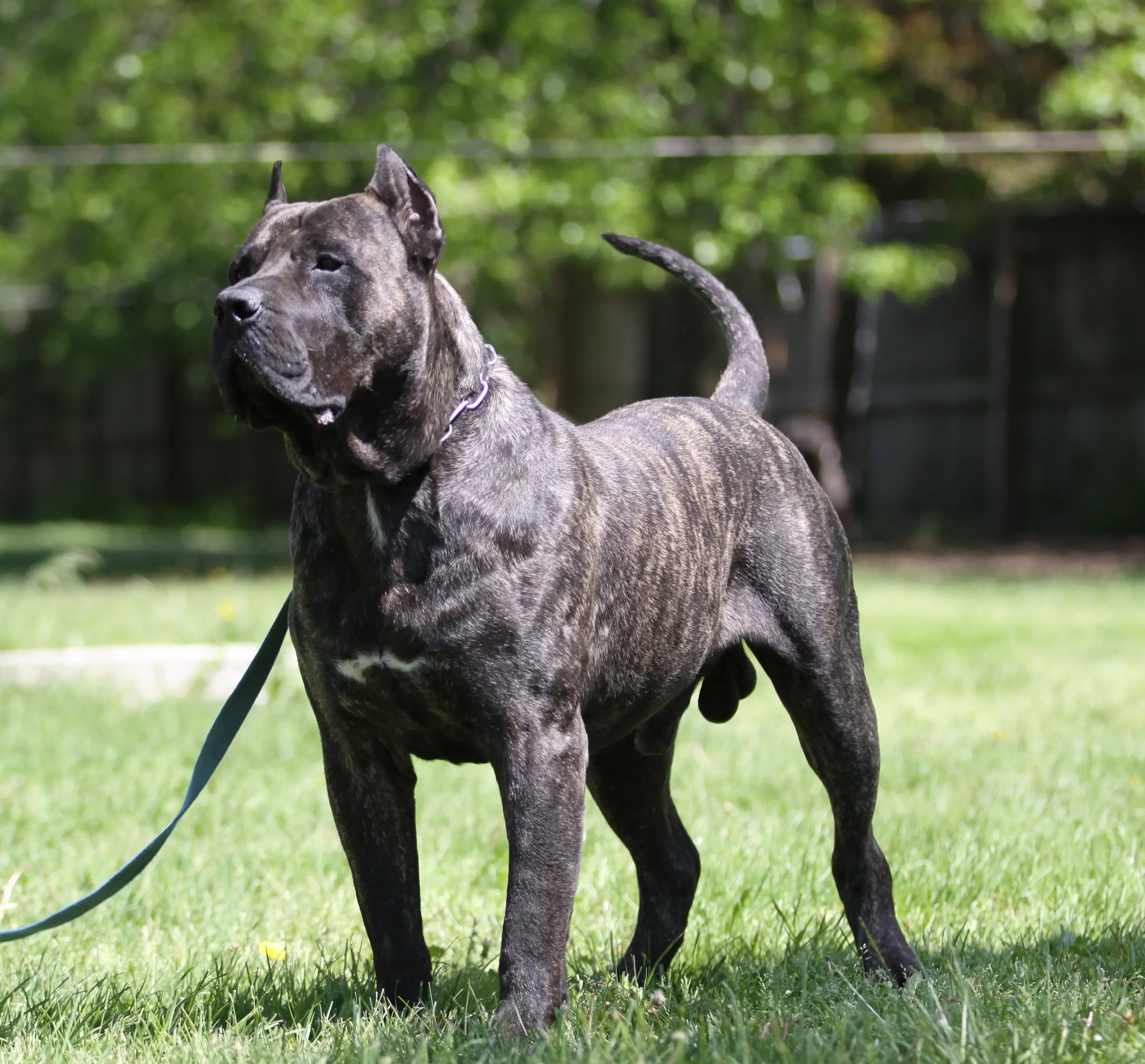 Dogo Canario (Pres a Canario alt)