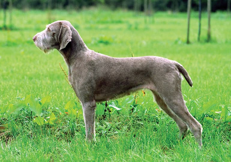 Slovakian Rough-Haired Pointer (Slovak Rough-haired)
