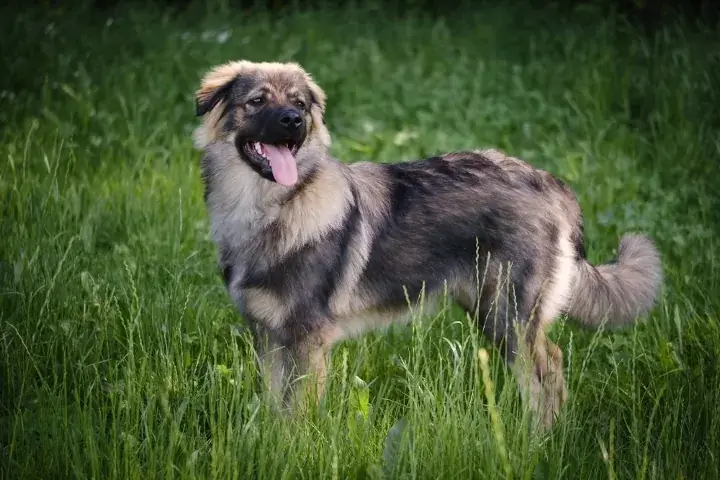 Karst Shepherd