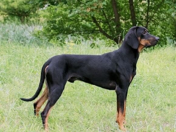 Polish Hunting Dog (Gonczy Polski)