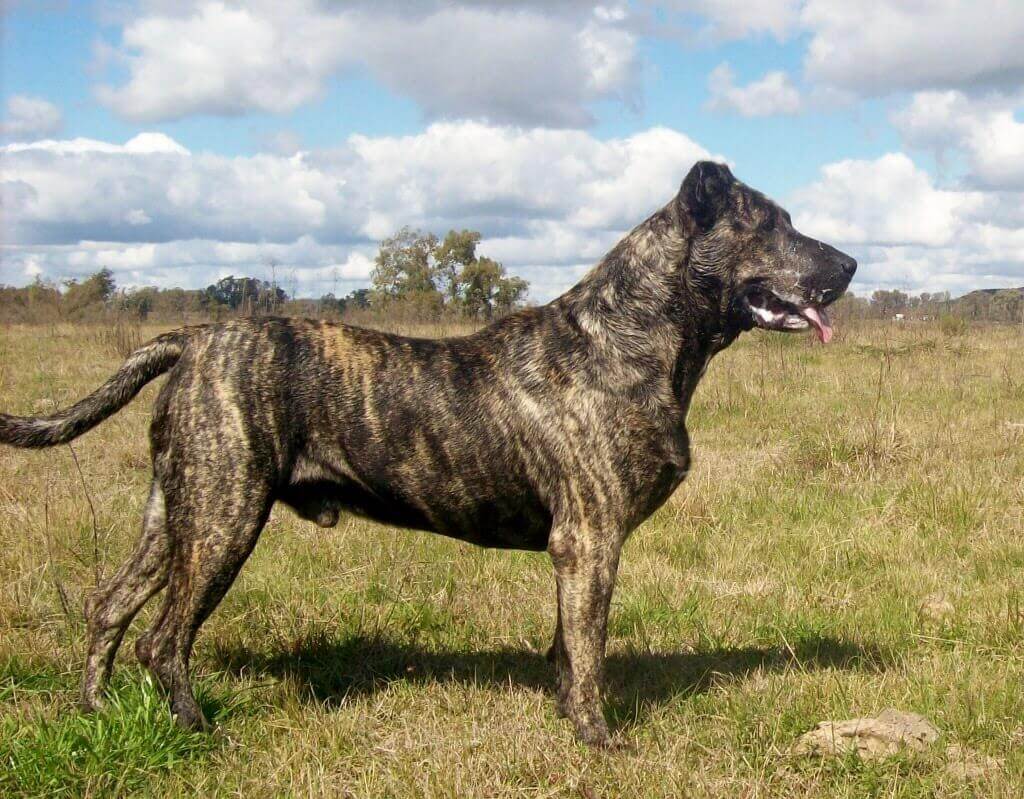 Uruguayan Cimarron (alt name)