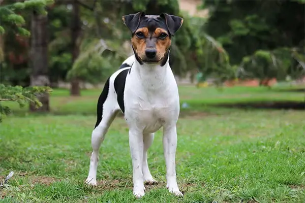 Brazilian Terrier