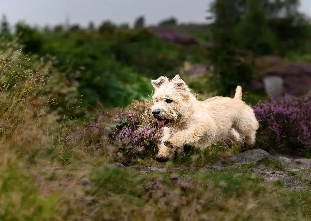 Glen of Imaal Terrier