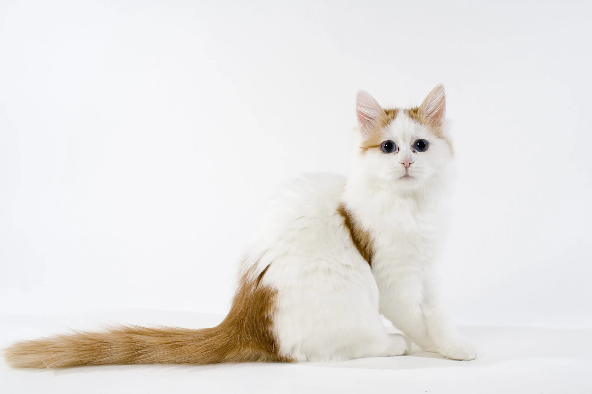 TURKISH VAN