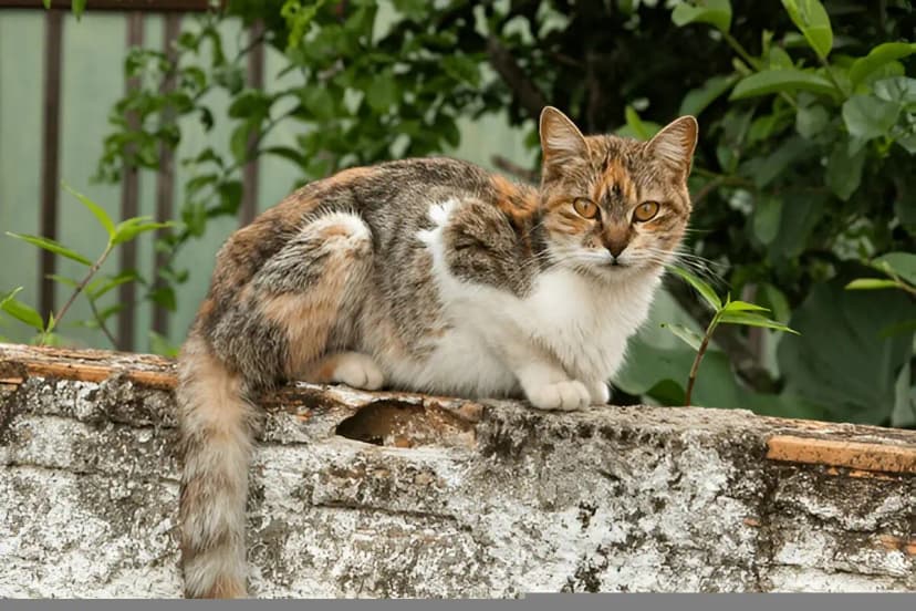 BRAZILIAN SHORTHAIR