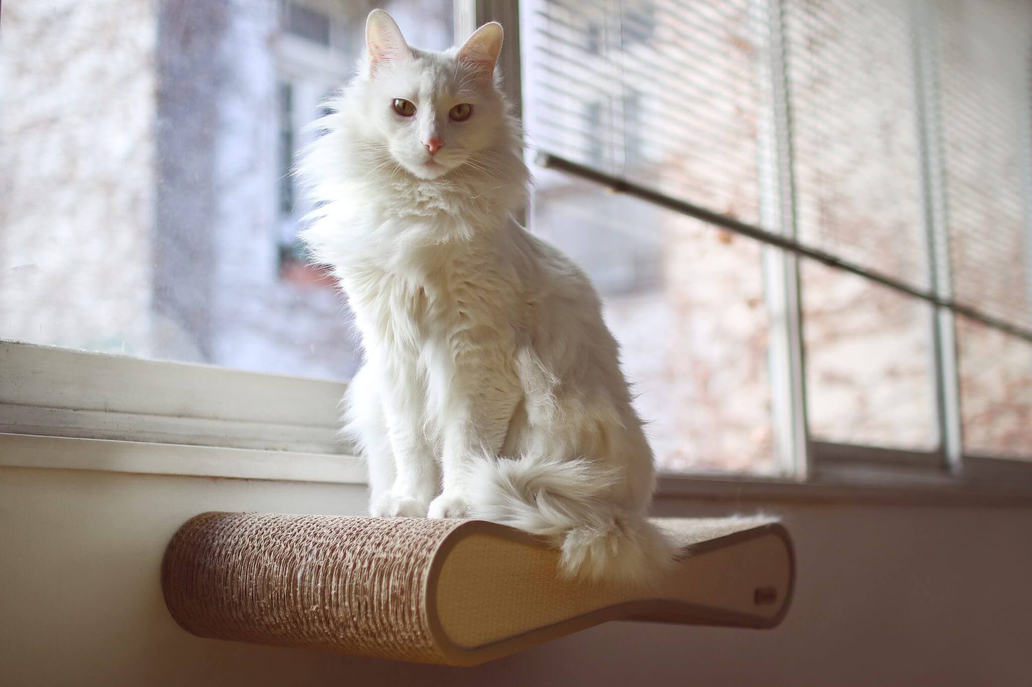 TURKISH ANGORA