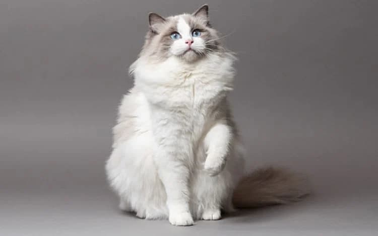 RAGDOLL