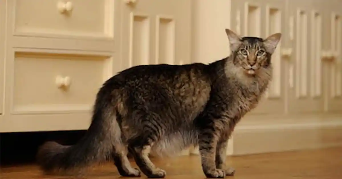 ORIENTAL LONGHAIR
