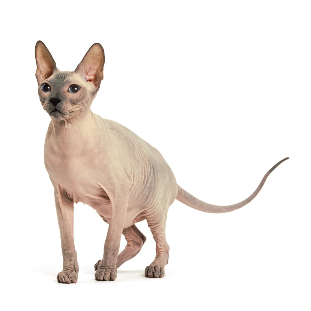 DON SPHYNX