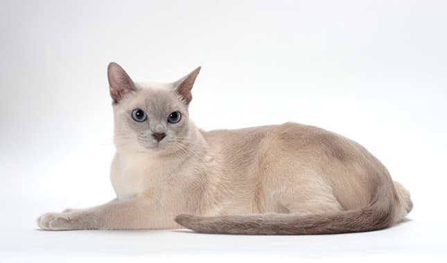 TONKINESE