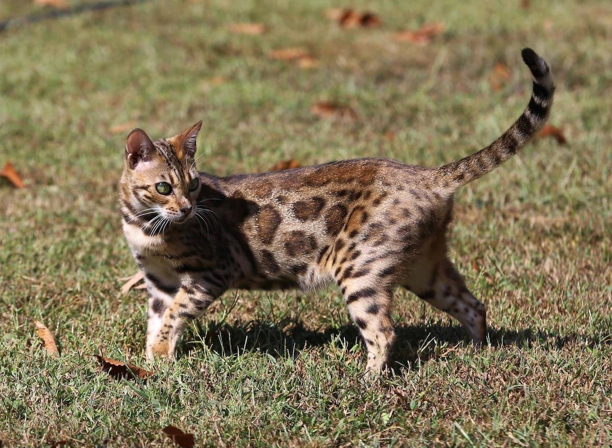 BENGAL