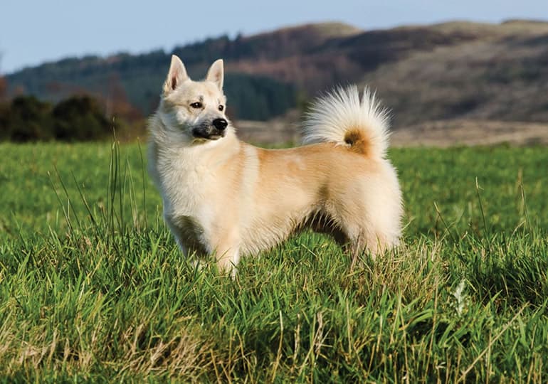 Norwegian Buhund