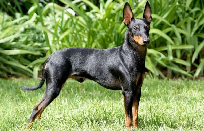 Manchester Terrier