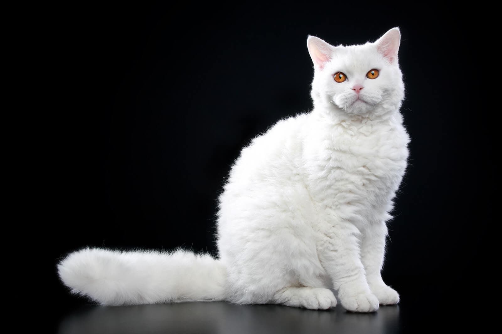 SELKIRK REX SHORTHAIR