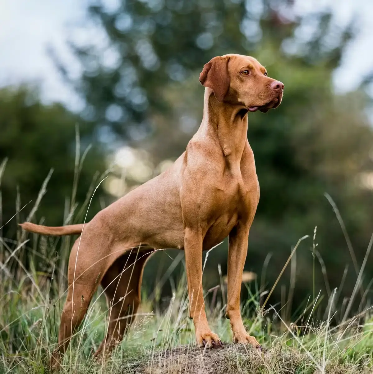 Hungarian Vizsla