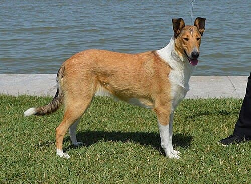 Collie (Smooth Collie)