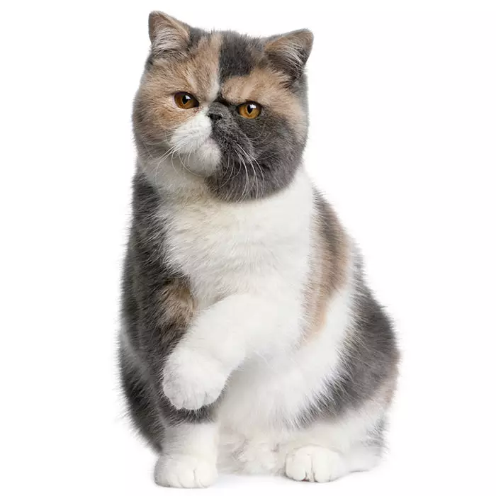 EXOTIC SHORTHAIR