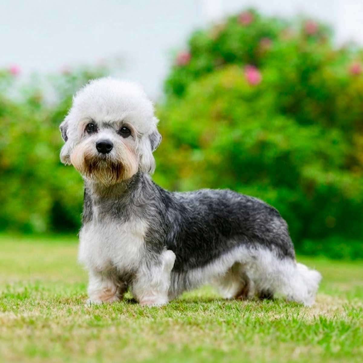 Dandie Dinmont Terrier