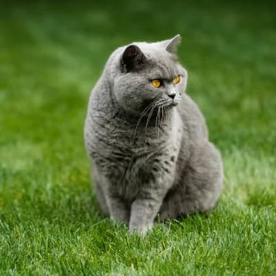 BRITISH SHORTHAIR