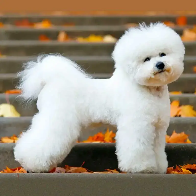Bichon Frisé