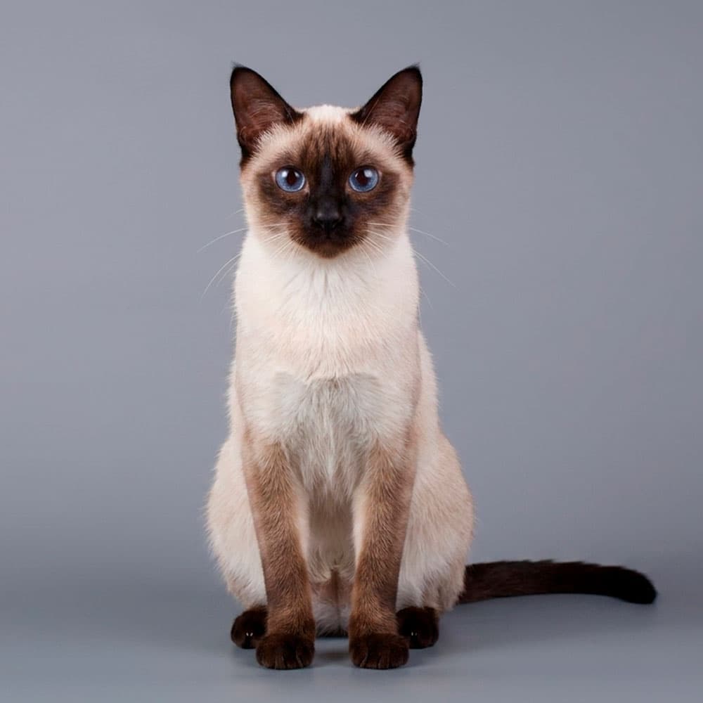 SIAMESE