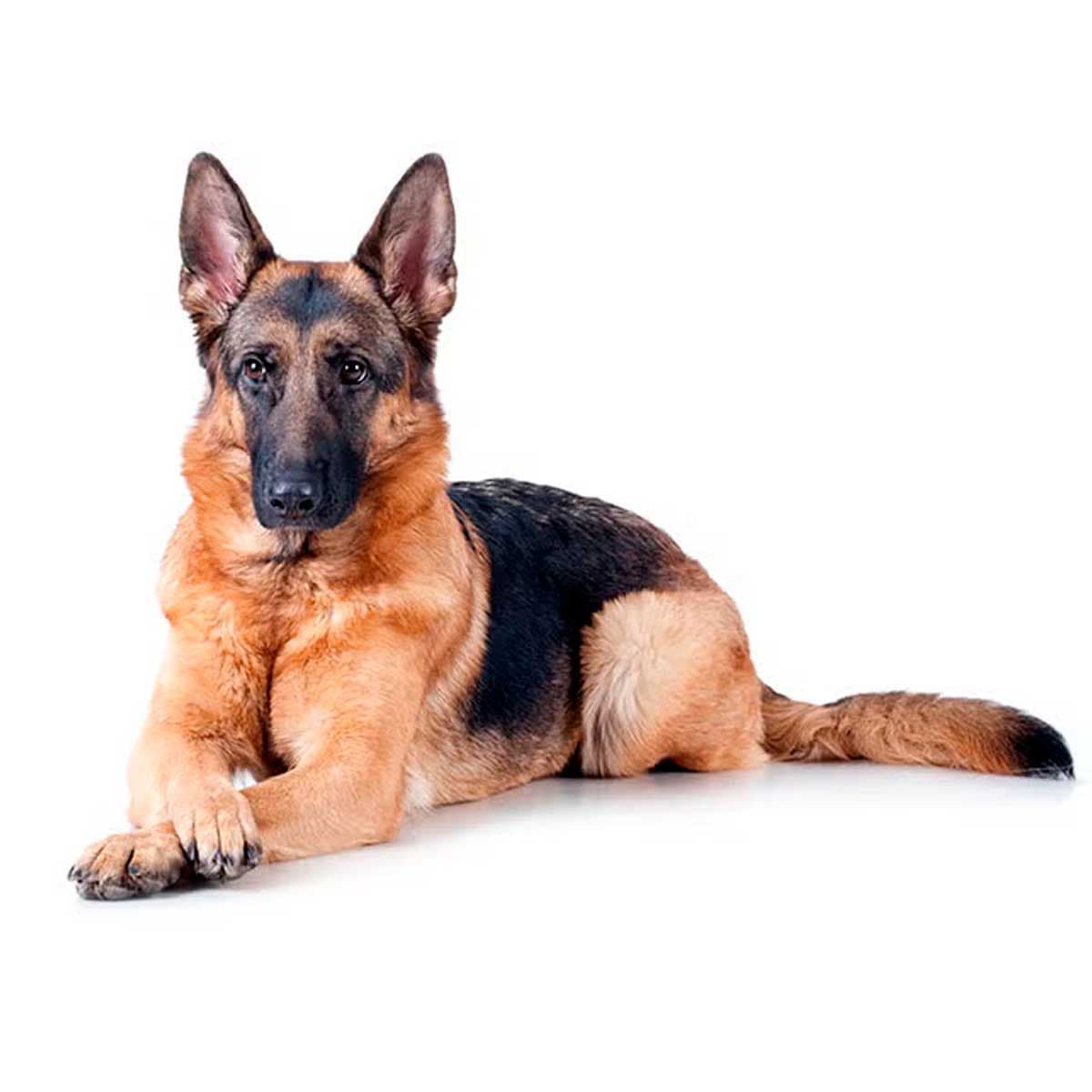 German Shepherd Dog