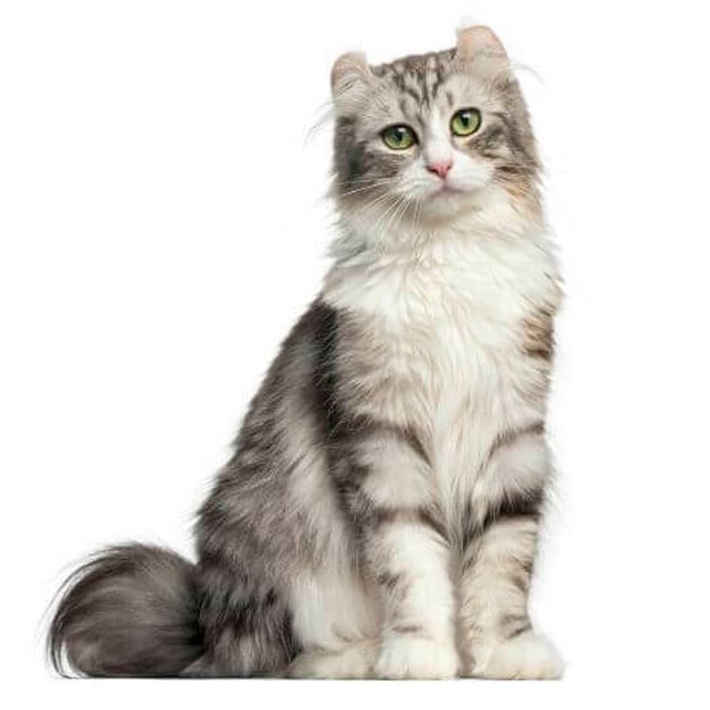 AMERICAN CURL LONGHAIR