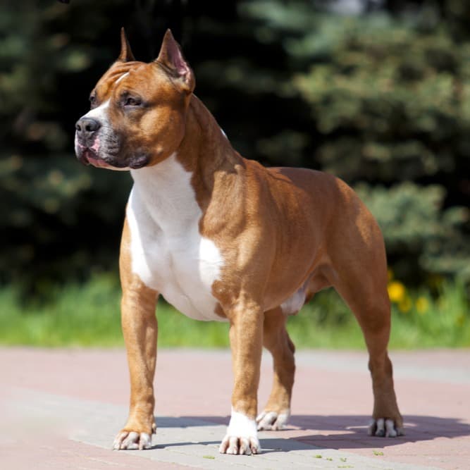 American Staffordshire Terrier