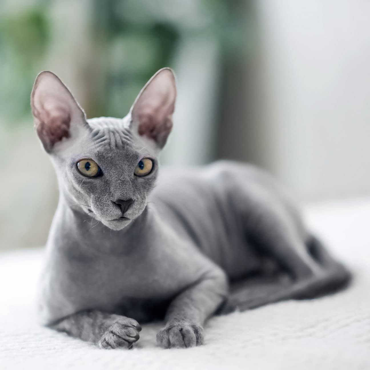 SPHYNX