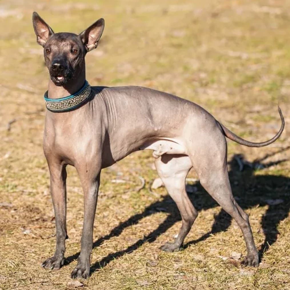 Peruvian Inca Orchid (Hairless)