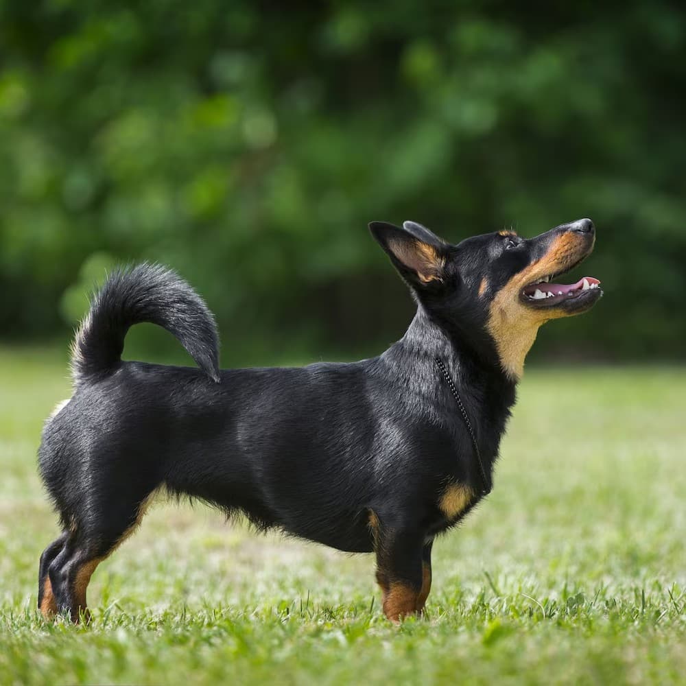 Lancashire Heeler