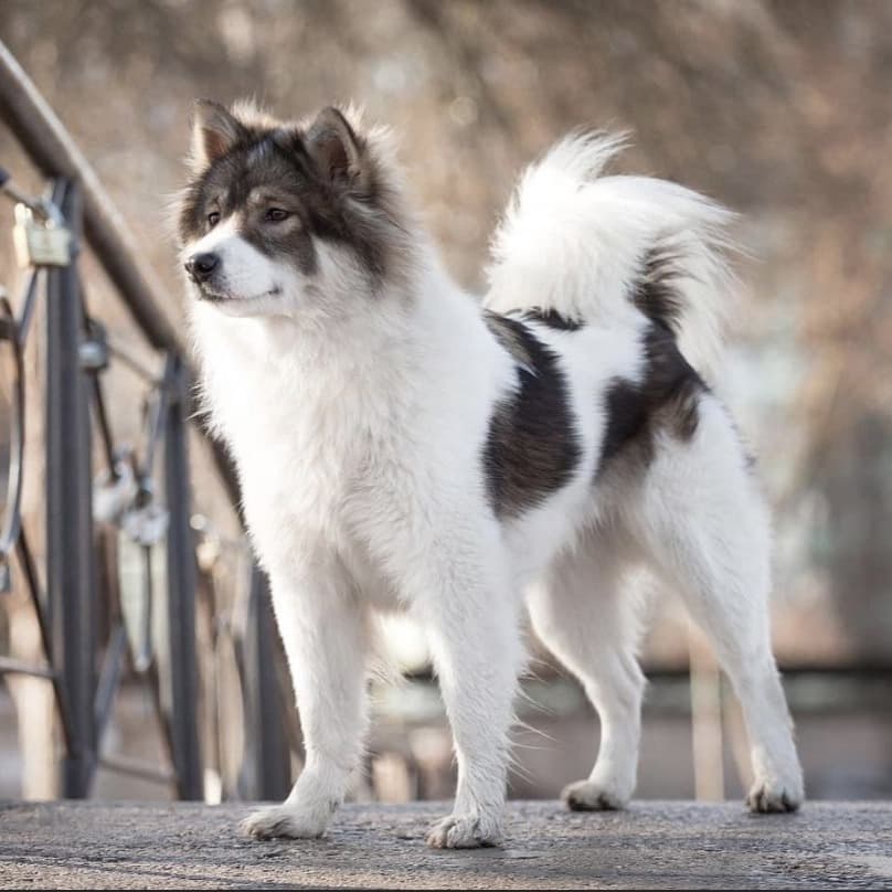 Thai Bangkaew Dog