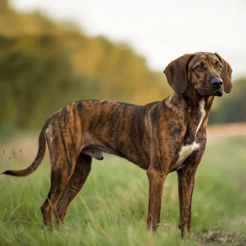 Plott Hound