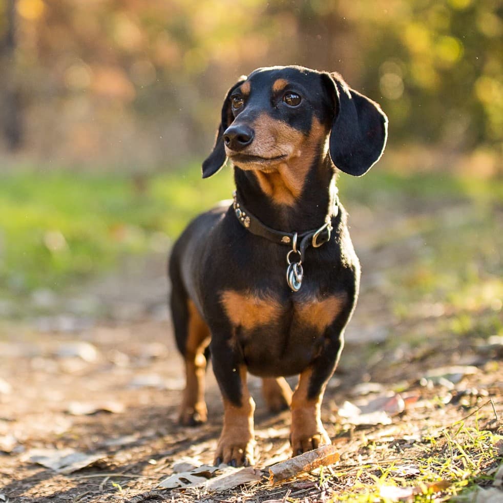 Dachshund