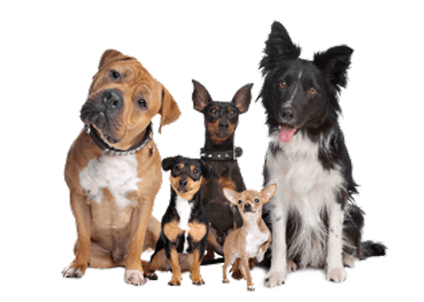 Grupo de perros en adopción